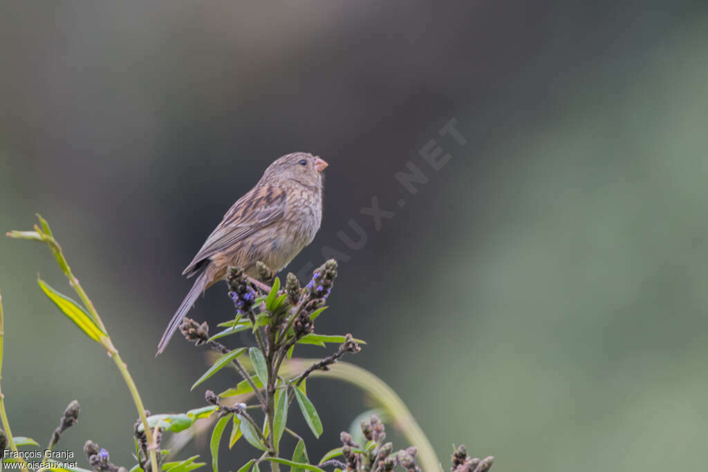 Plain-colored Seedeater female adult, identification