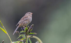 Plain-colored Seedeater