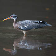 Sunbittern