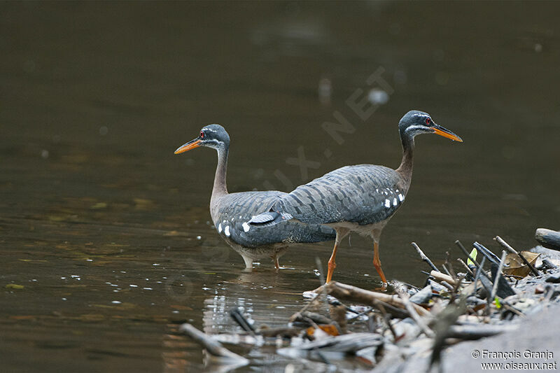 Sunbittern adult