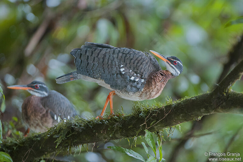 Sunbittern adult