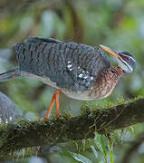 Sunbittern