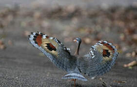 Sunbittern