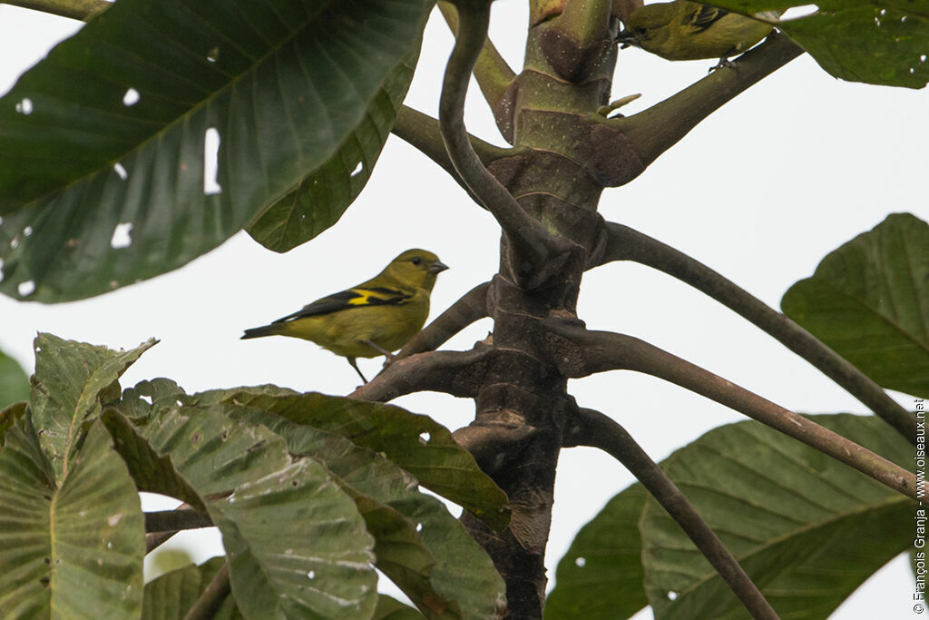 Chardonneret à ventre jaune