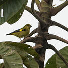 Chardonneret à ventre jaune