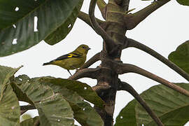 Yellow-bellied Siskin