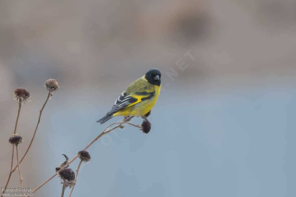 Hooded Siskin male adult, pigmentation, eats