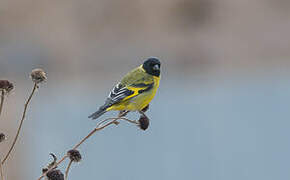 Hooded Siskin