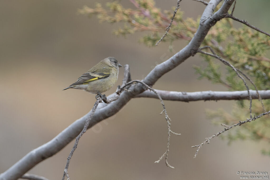 Chardonneret de Magellan femelle