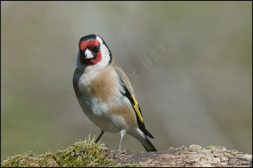 European Goldfinchadult