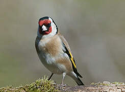 European Goldfinch