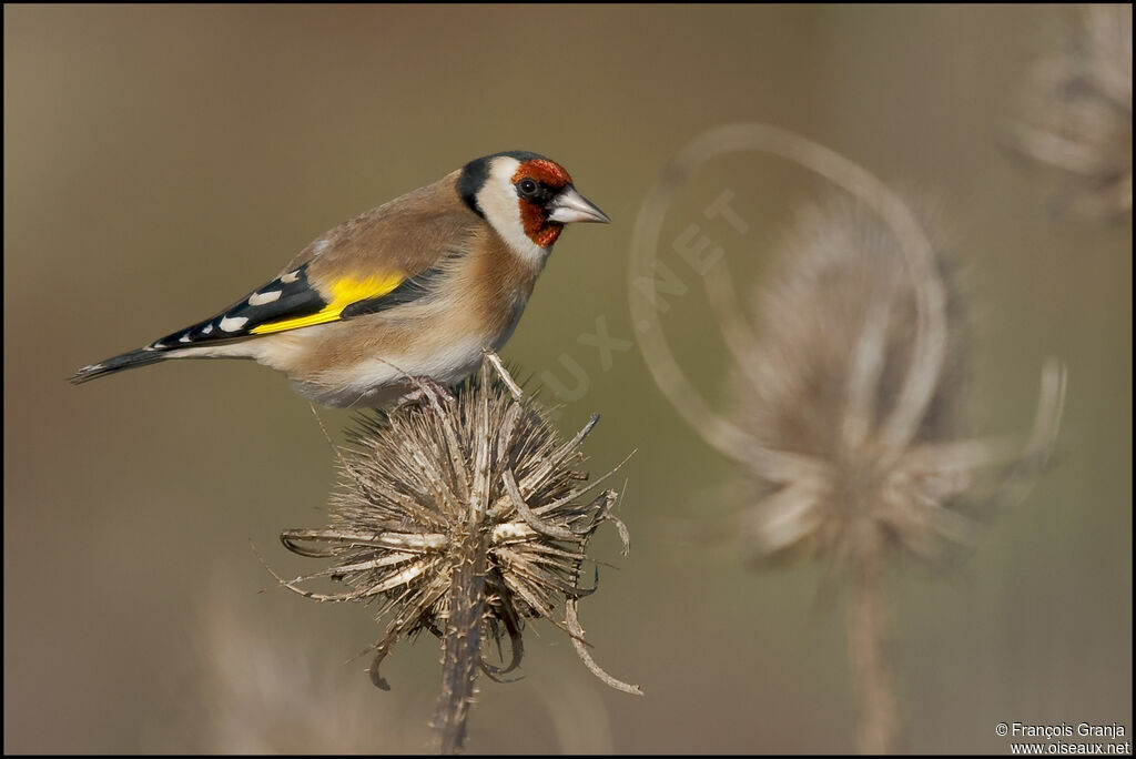 Chardonneret élégantadulte