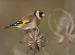 European Goldfinch