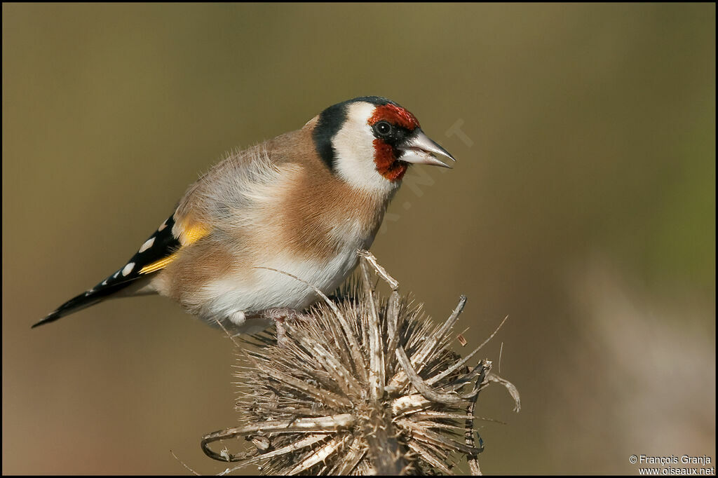 Chardonneret élégantadulte