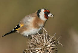 European Goldfinch