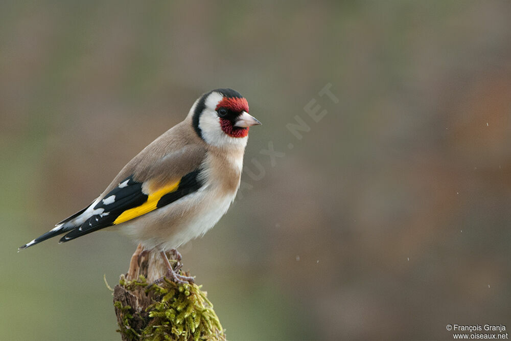 European Goldfinchadult