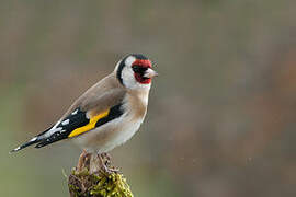 European Goldfinch