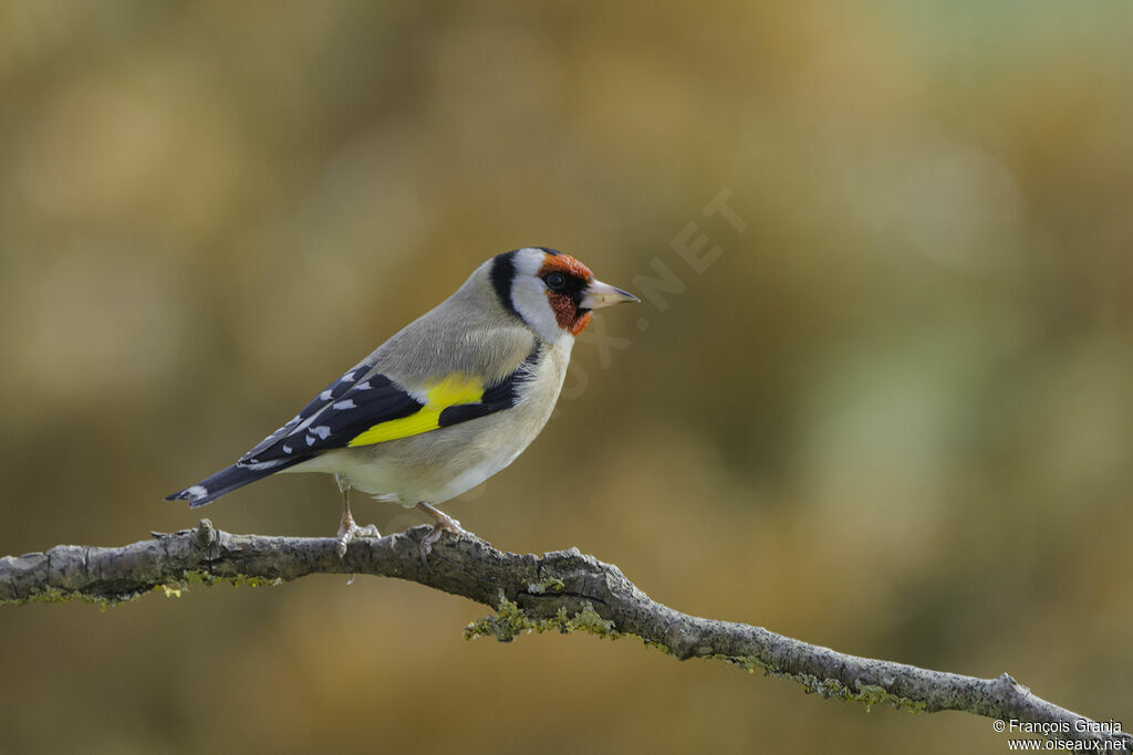 European Goldfinch