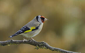 European Goldfinch