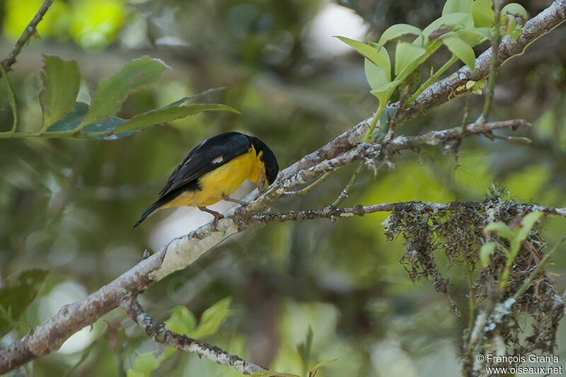 Lesser Goldfinch male adult