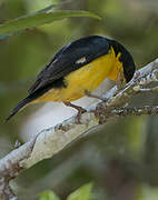 Lesser Goldfinch