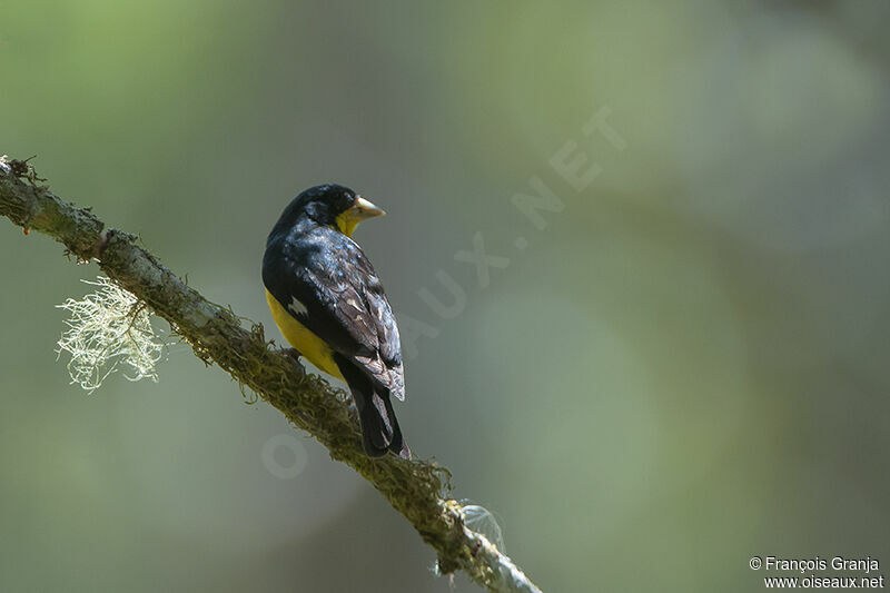 Lesser Goldfinch male adult