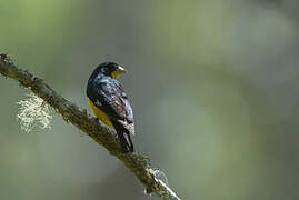 Lesser Goldfinch