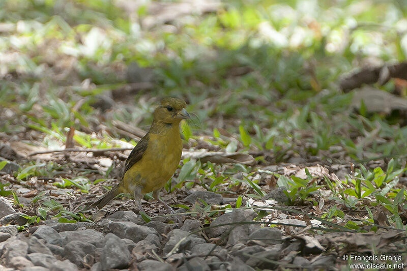Lesser Goldfinch female adult