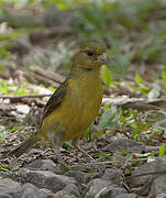 Lesser Goldfinch