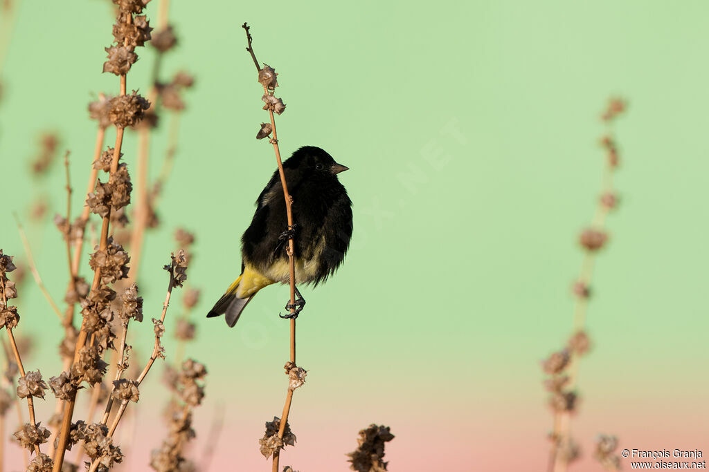 Black Siskin