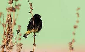 Black Siskin