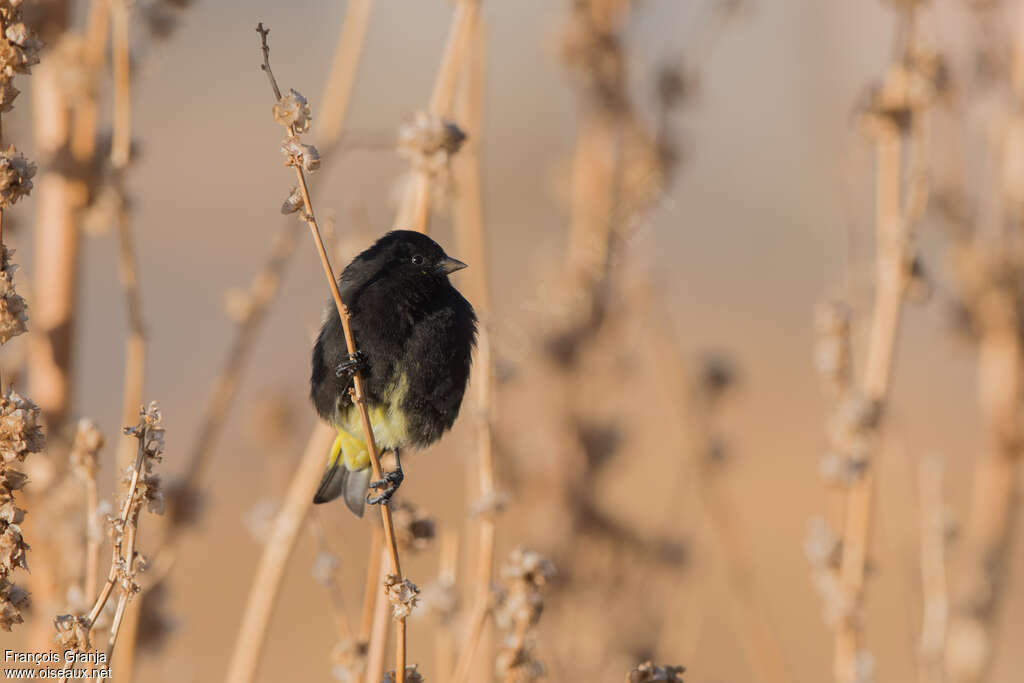 Black Siskin male adult, aspect