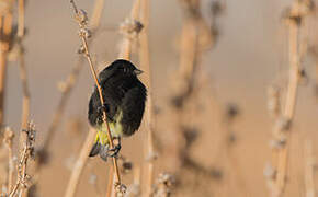 Black Siskin