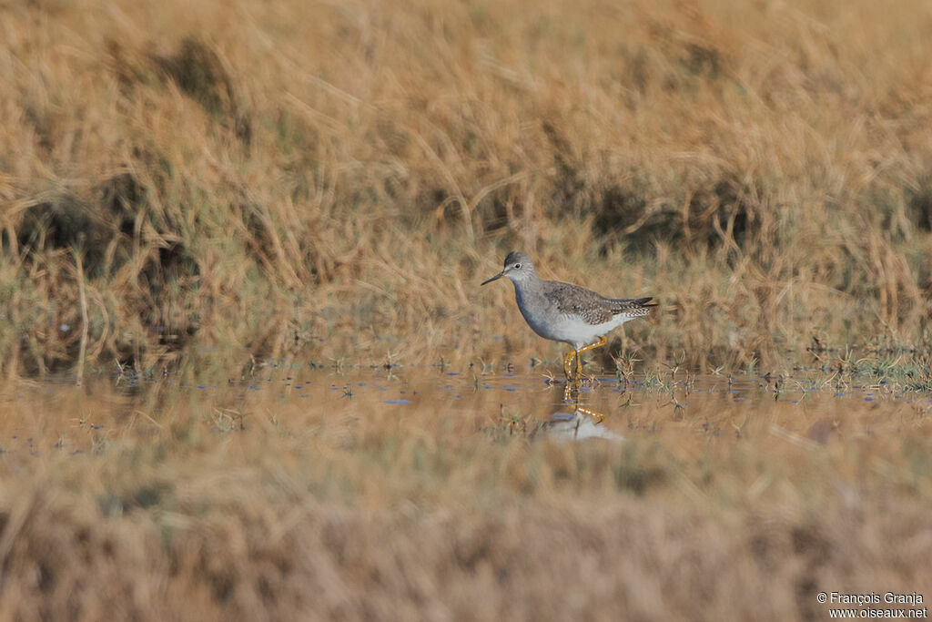 Lesser Yellowlegs