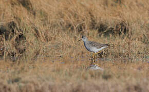 Lesser Yellowlegs