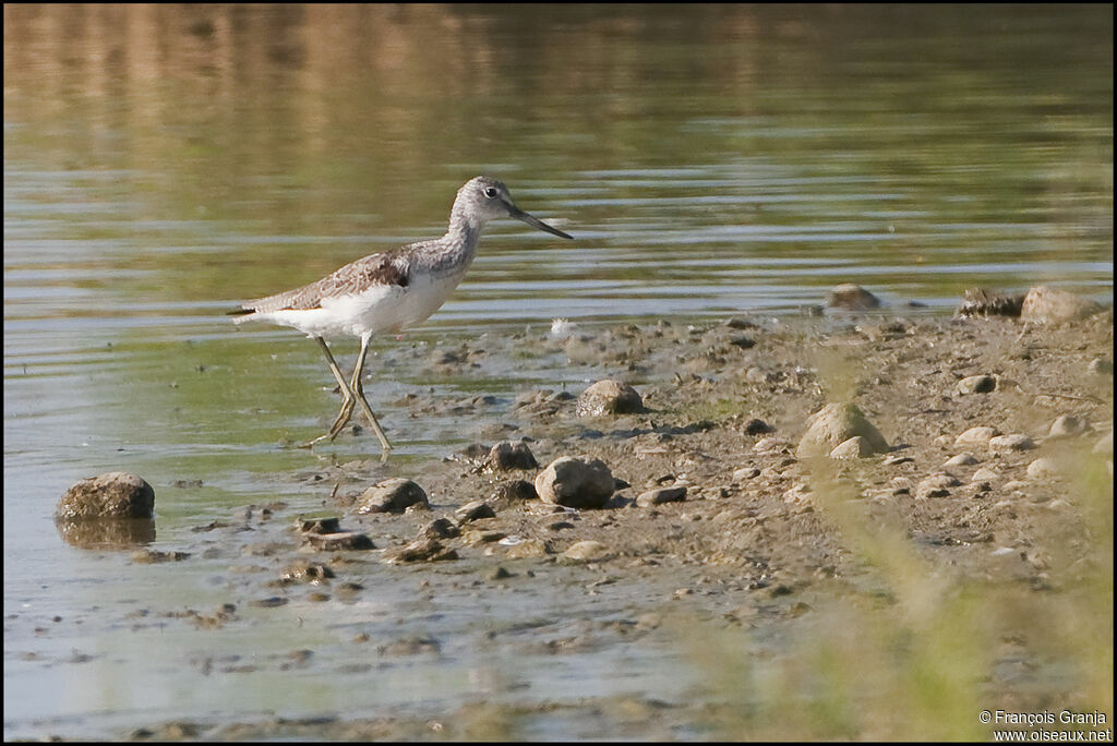 Common Greenshankadult