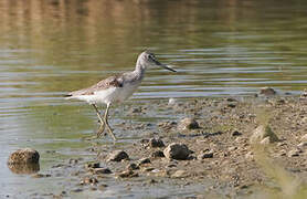 Common Greenshank