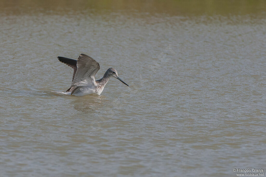 Common Greenshankadult