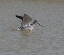 Common Greenshank