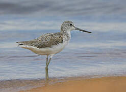 Common Greenshank