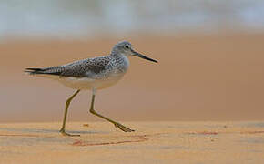 Common Greenshank