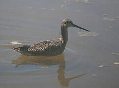 Spotted Redshank