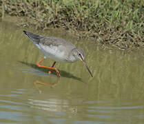 Spotted Redshank