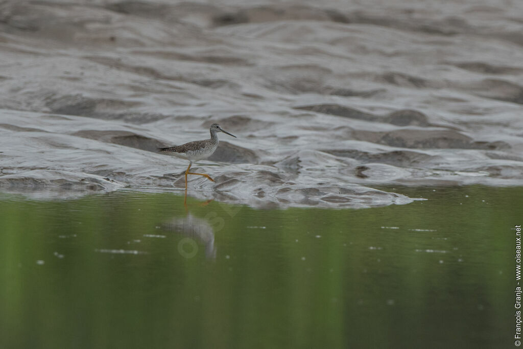 Greater Yellowlegs