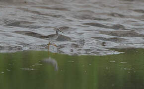 Greater Yellowlegs