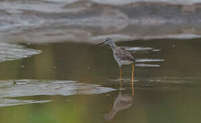 Greater Yellowlegs