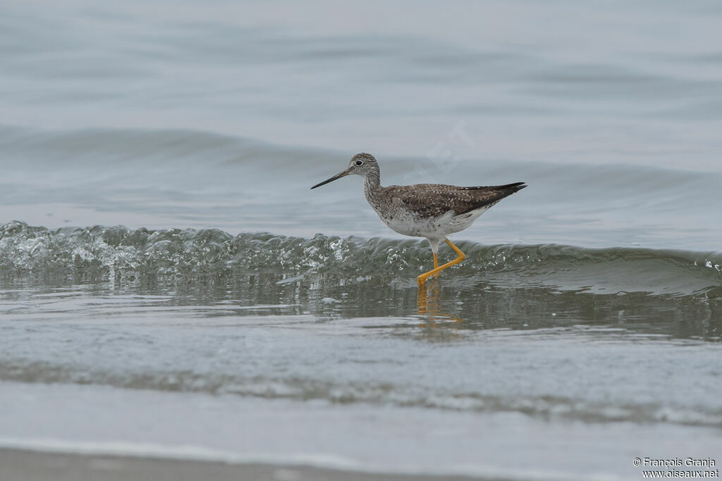 Greater Yellowlegs