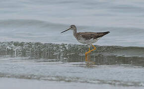 Greater Yellowlegs