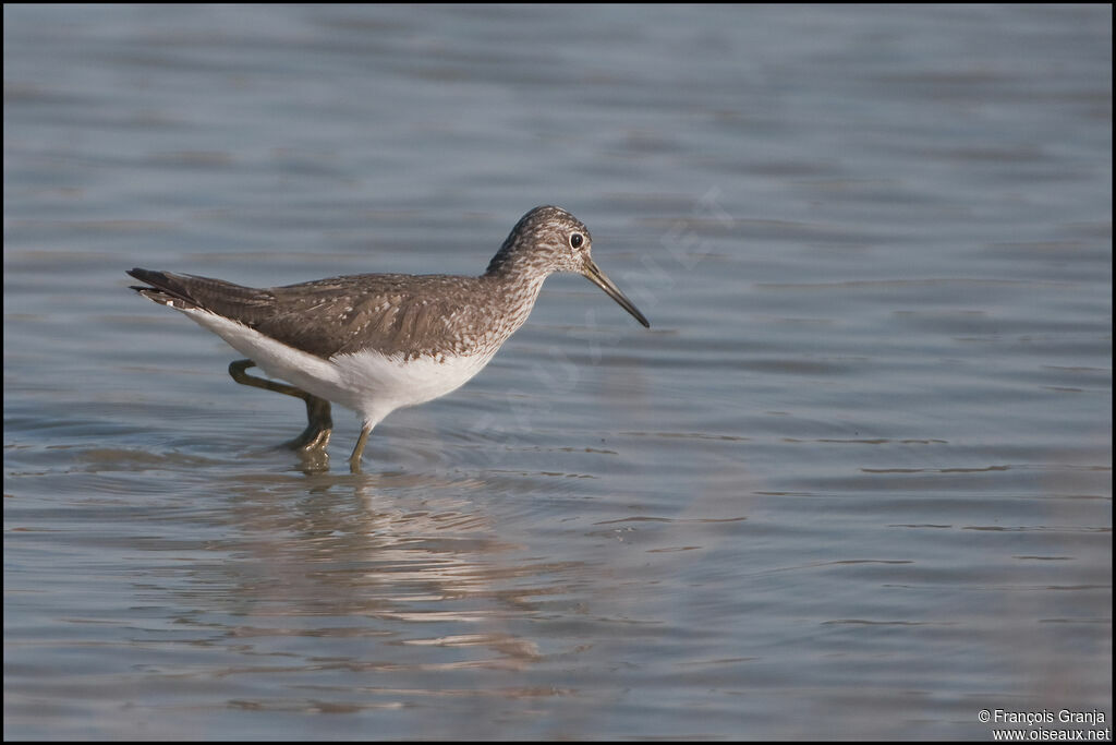 Green Sandpiperadult