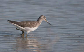 Green Sandpiper